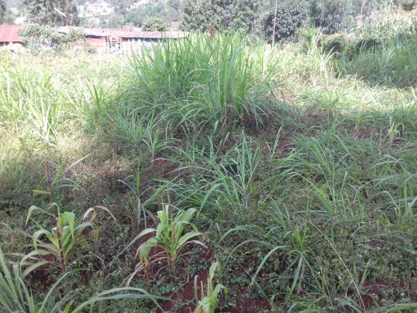 limuru-redhill-half-acre