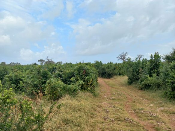 11 acres mayungu 3rd row for sale