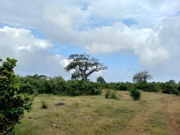 11 acres mayungu 3rd row for sale