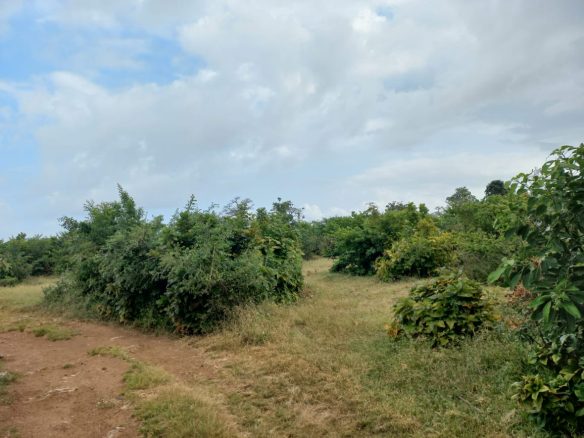 11 acres mayungu 3rd row for sale
