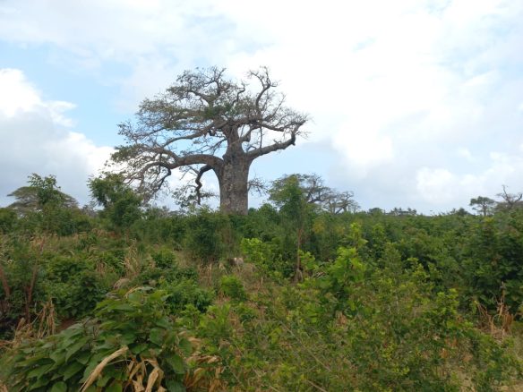 11 acres mayungu 3rd row for sale