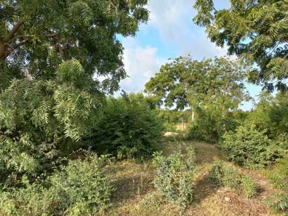 Jacaranda Land For sale