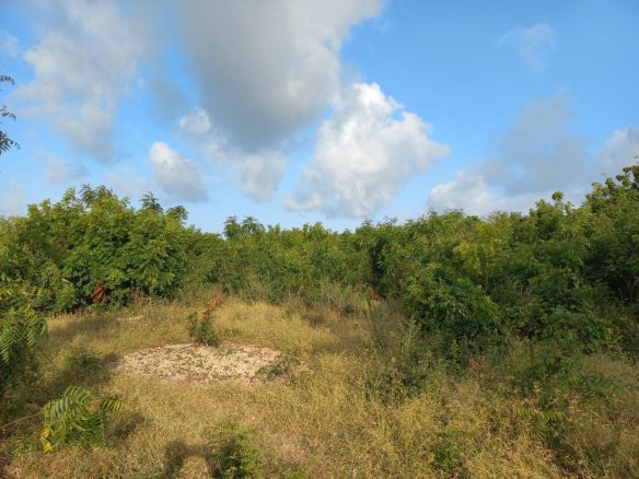 Jacaranda Land For sale