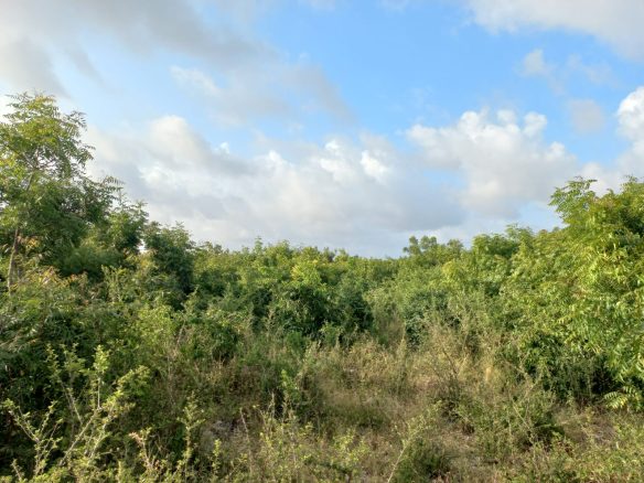 Jacaranda Land For sale