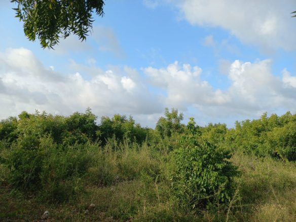 Jacaranda Land For sale
