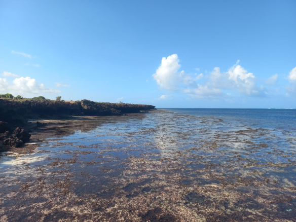 mkaazi-3-acres-3rd-row-mayungu-10