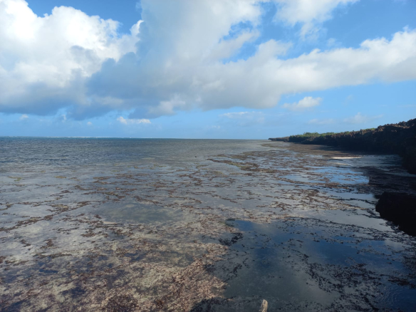 mkaazi-3-acres-3rd-row-mayungu-8