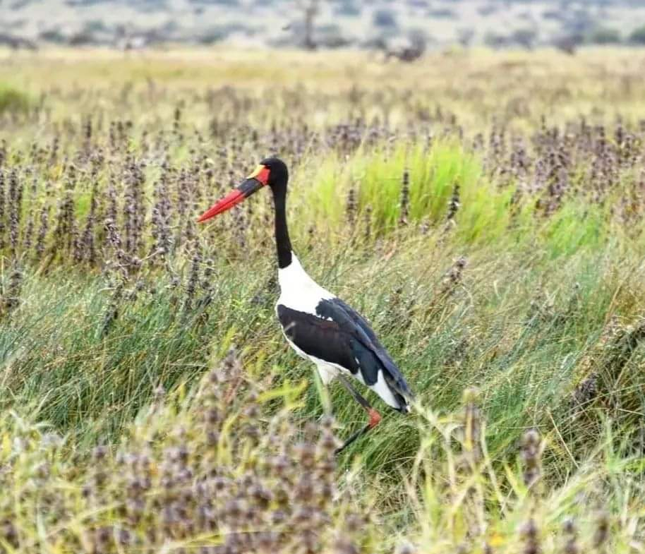 mkaazi-50-acres-laikipia-for-sale-3