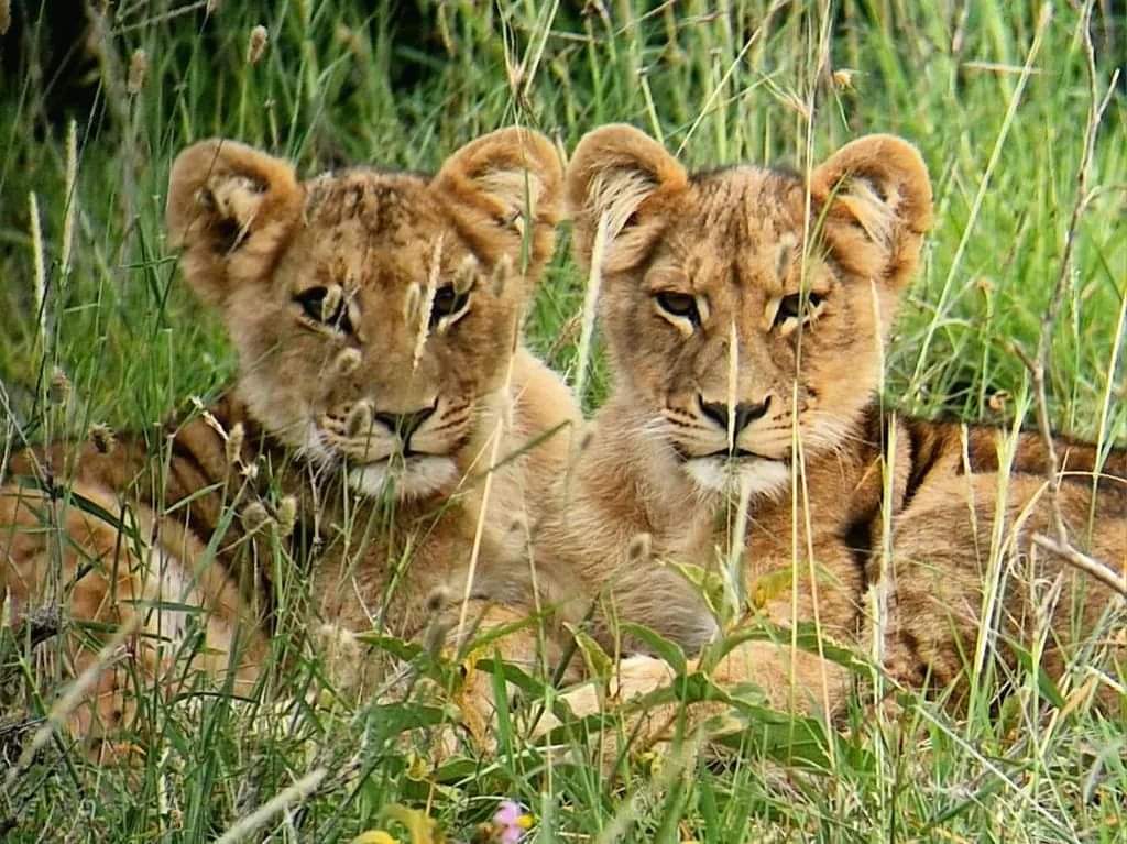 mkaazi-50-acres-laikipia-for-sale-5
