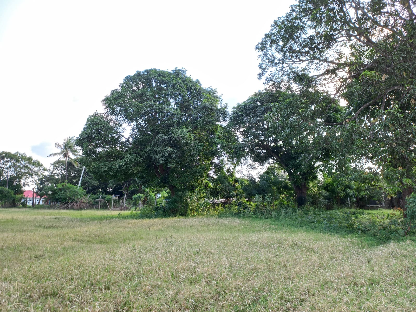 mkaazi-8-acres-next-to-sultana-palace-mtwapa-6