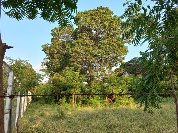 mkaazi-8-acres-next-to-sultana-palace-mtwapa-8