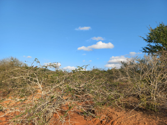 mkaazi-mwahera-ranch-for-leasing-1