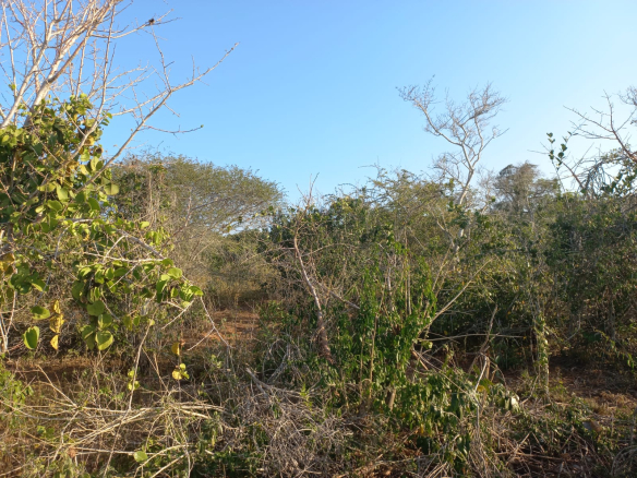 mkaazi-mwahera-ranch-for-leasing-12