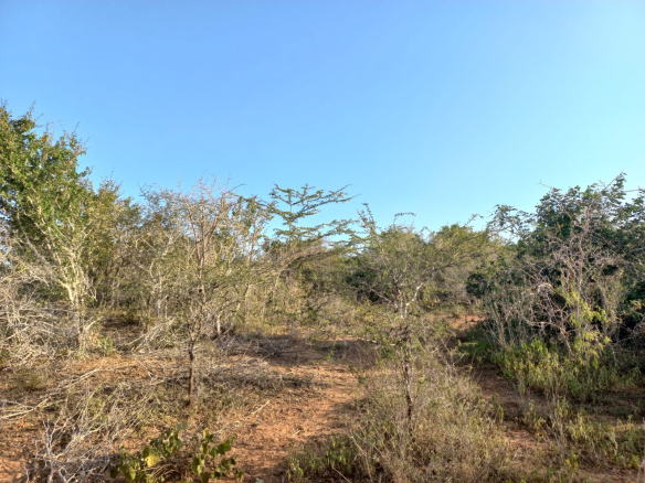 mkaazi-mwahera-ranch-for-leasing-2