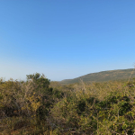 mkaazi-mwahera-ranch-for-leasing-7