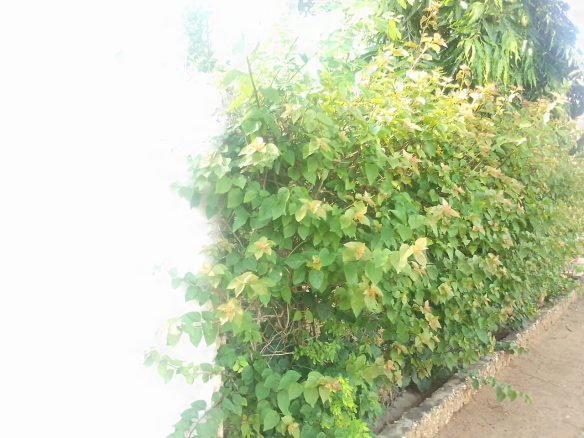 msoroni-3bedroom-8-3