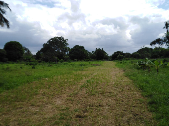 utange-land-2
