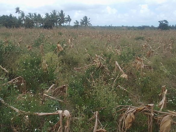 30 Acres Prime Agricultural Land For Sale in Madunguni, Malindi.