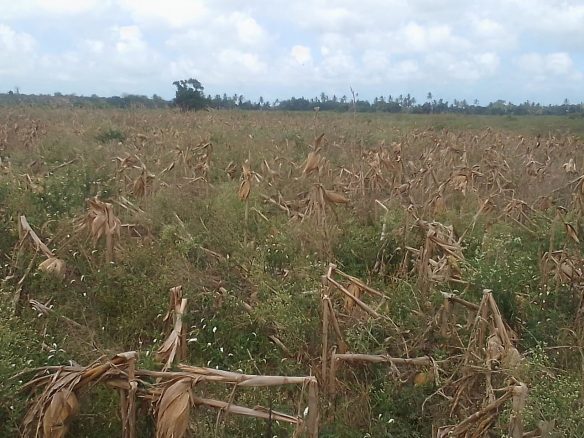 30 Acres Prime Agricultural Land For Sale in Madunguni, Malindi.