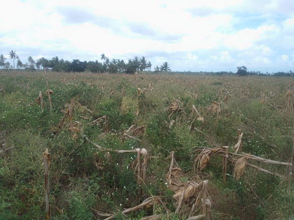 30 Acres Prime Agricultural Land For Sale in Madunguni, Malindi.