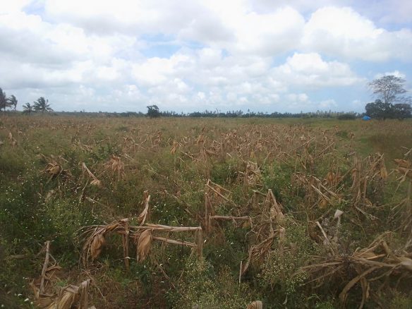 30 Acres Prime Agricultural Land For Sale in Madunguni, Malindi.