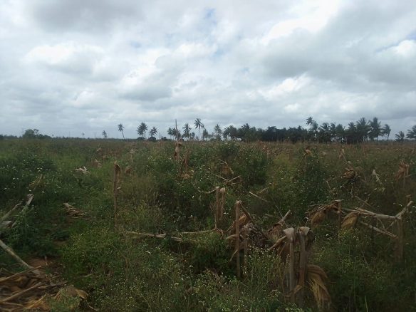 30 Acres Prime Agricultural Land For Sale in Madunguni, Malindi.