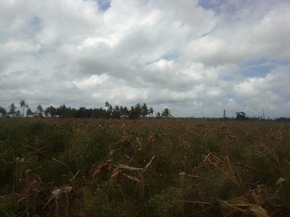 30 Acres Prime Agricultural Land For Sale in Madunguni, Malindi.