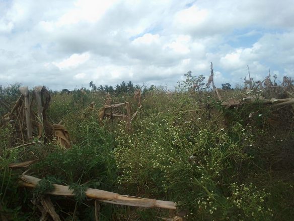 30 Acres Prime Agricultural Land For Sale in Madunguni, Malindi.
