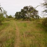Fertile farm for sale near Malindi
