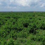28 acres land for sale in Malindi 007