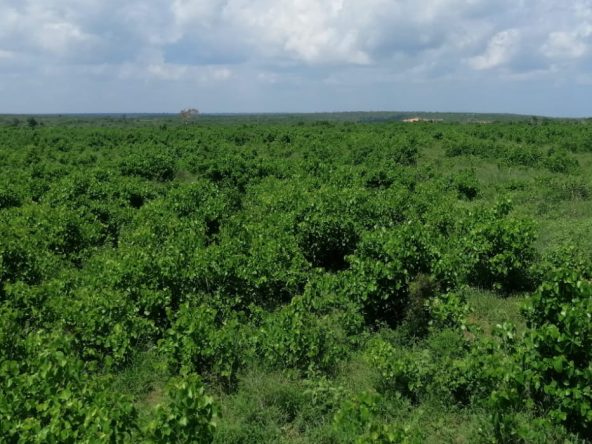 28 acres land for sale in Malindi 007