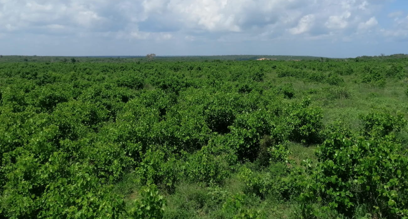 28 acres land for sale in Malindi 007