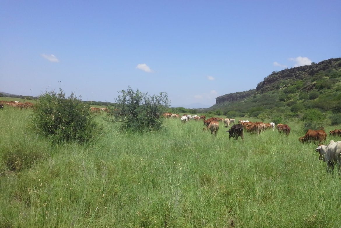 326 Acre ranch for sale in Kajiado