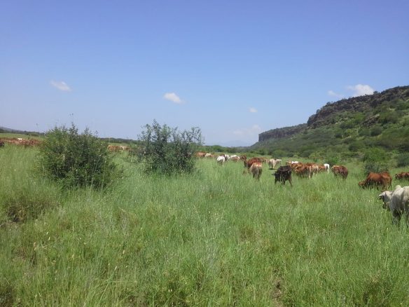 326 Acre ranch for sale in Kajiado