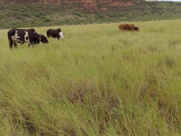 Ranch for sale in Kajiado, tinga