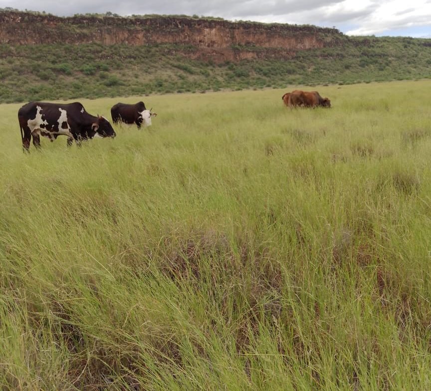 Ranch for sale in Kajiado, tinga