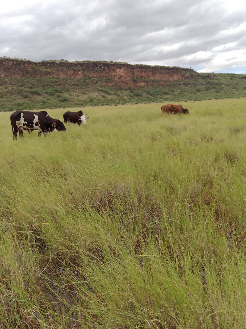 Ranch for sale in Kajiado, tinga