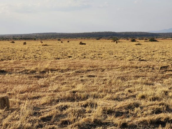 Ranch for sale in Kajiado, tinga