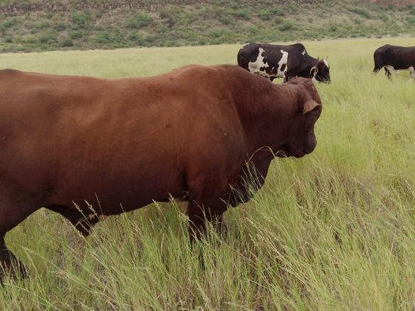 Ranch for sale in Kajiado, tinga