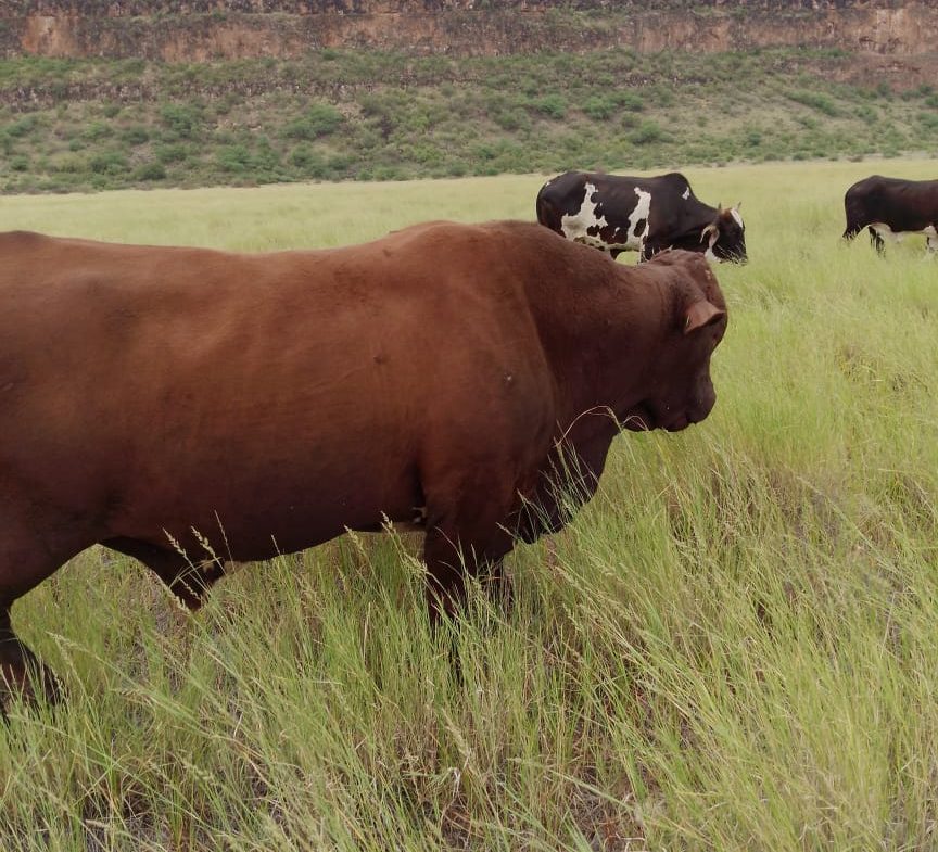 Ranch for sale in Kajiado, tinga