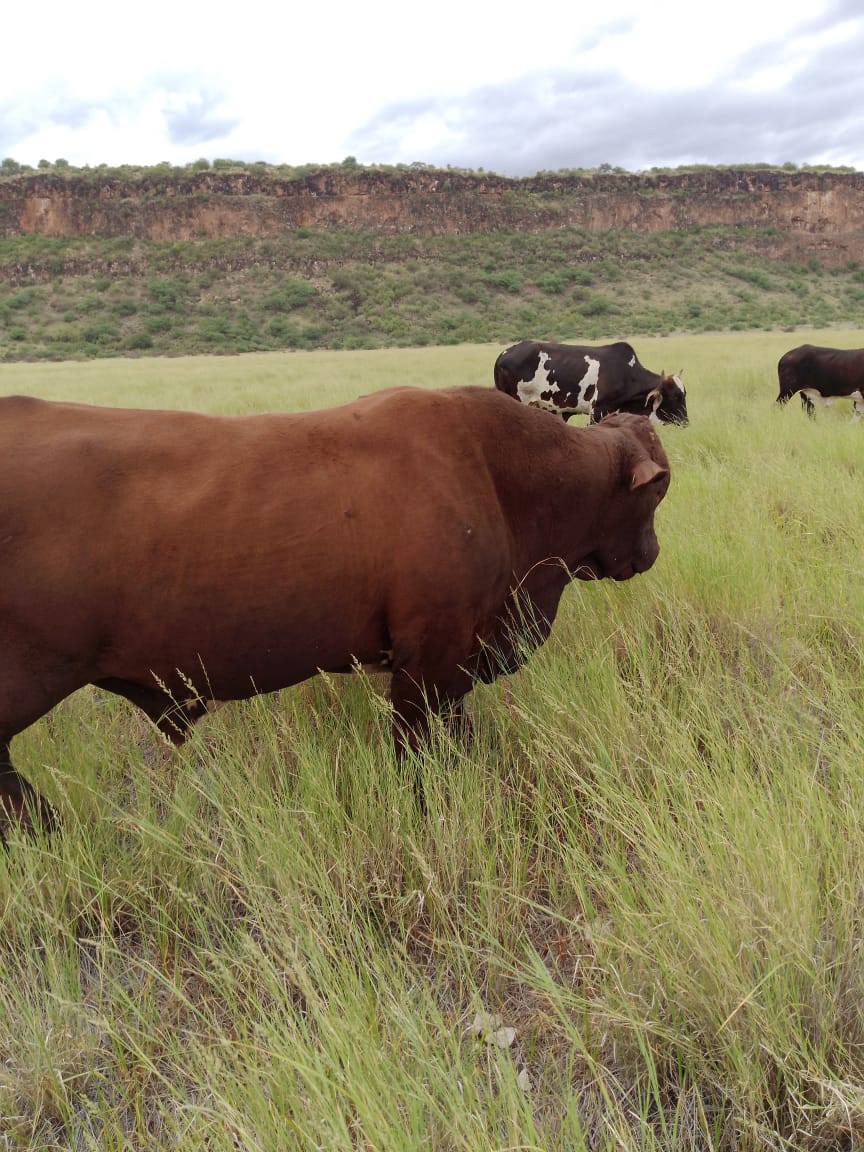 Ranch for sale in Kajiado, tinga