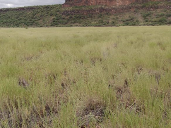 Ranch for sale in Kajiado, tinga