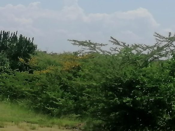 Prime lnd or sale in Marereni on trmac