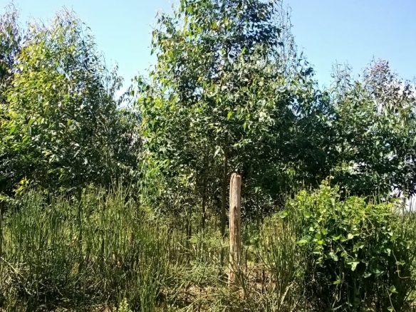 2 acres for sale at ruire thau in meru