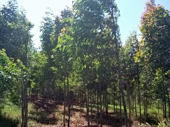 2 acres for sale at ruire thau in meru