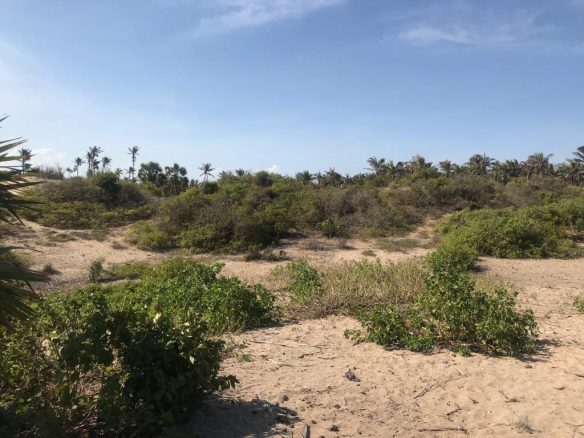 4.5 acres beachfront for sale in Ngomeni