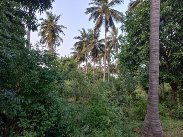 1 Acre for sale in Gede, Watamu