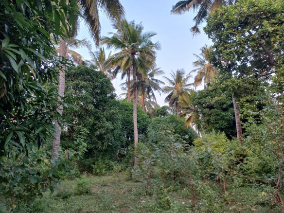 1 Acre for sale in Gede, Watamu