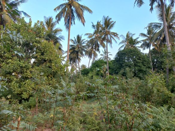 1 Acre for sale in Gede, Watamu