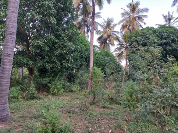 2 Acres for sale in Gede, Watamu